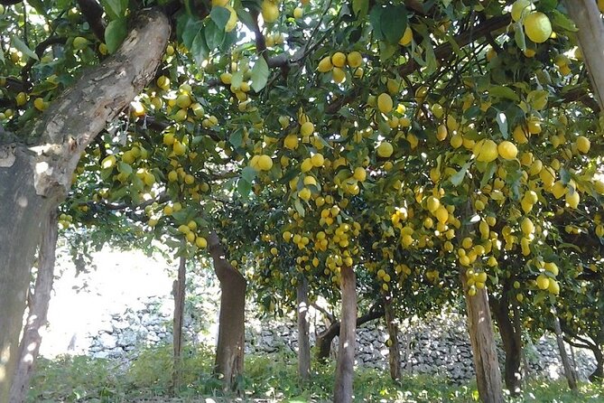 Amalfi Coast - Maiori: Path of Lemons Tour with Tasting - Guides like Enzo, Federico, Salvatore, and Paulo: why that matters