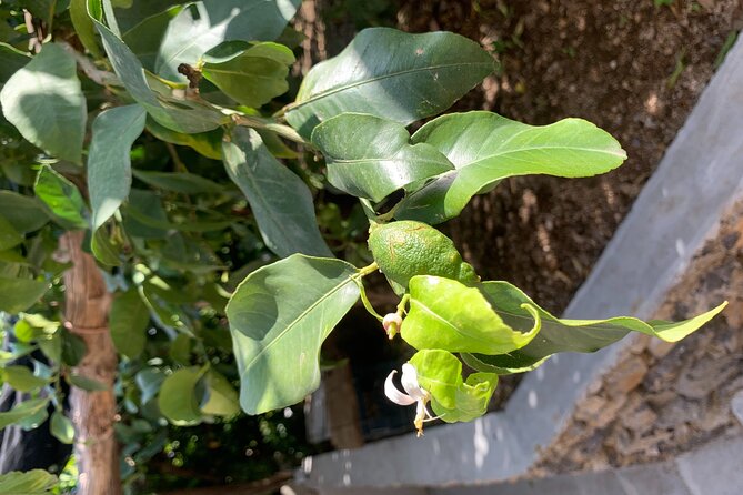 Amalfi Coast - Maiori: Path of Lemons Tour with Tasting - Photos included: a small perk that saves your battery
