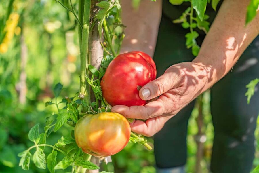 Amalfi Coast: Pizza & Mozzarella Class with Farmhouse visit - Pizza and lemon terraces above Amalfi: why this class works