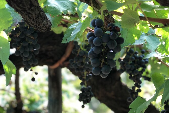 Amalfi coast private tour with Amalfi Ravello and Wine Tour from Positano - The Tramonti wine tour that slows the day down