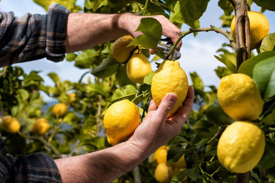 Amalfi: Cooking Class and Farmhouse Visit With Meal - Key highlights worth your attention