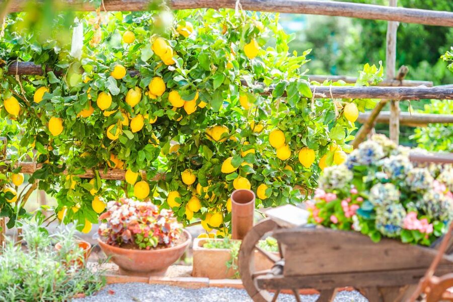 Amalfi: Cooking Class and Farmhouse Visit With Meal - What $157.47 gets you (and why it can be good value)