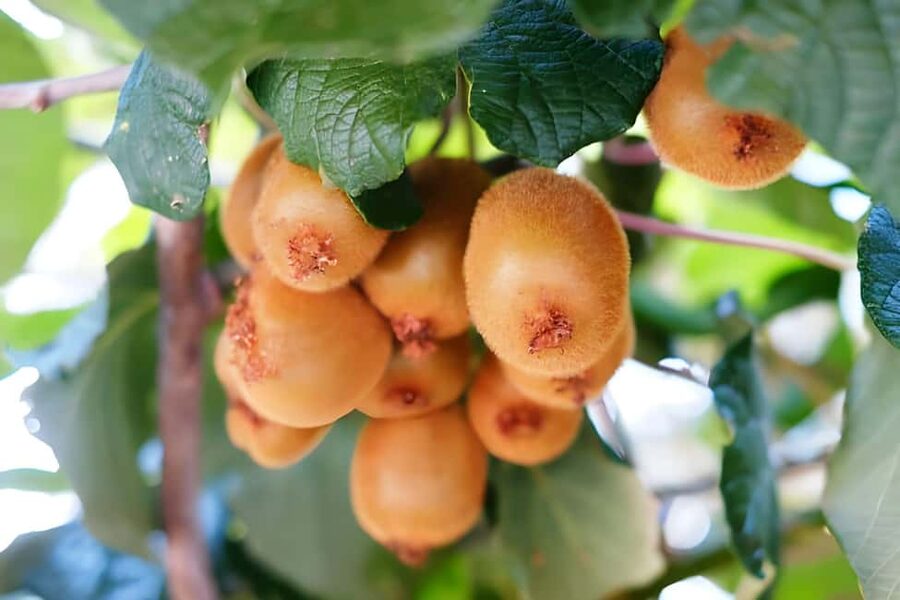 Amalfi: Milk the cows, Make Pasta, Mozzarella and Tiramisù! - Who This Farm Cooking Class Is Best For