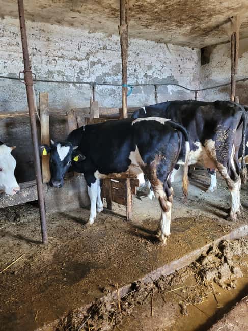 Amalfi: Milk the cows, Make Pasta, Mozzarella and Tiramisù! - Entering an Agerola Farm With Real Rhythm