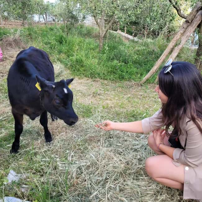 Amalfi: Milk the cows, Make Pasta, Mozzarella and Tiramisù! - Hand-Milking Cows by Hand (Yes, Really)