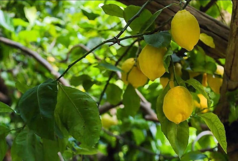 Amalfi Organic Lemon Tour & Wine Tasting + Dinner or Lunch - Quick hits you should know