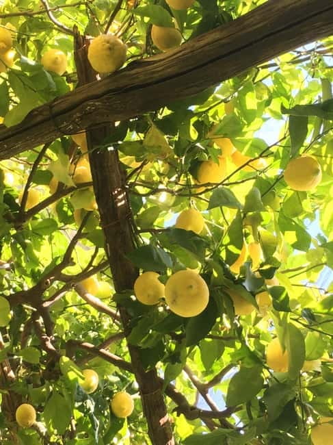 Amalfi Organic Lemon Tour & Wine Tasting + Dinner or Lunch - Wine tasting at the table: 4 wines and real food pairing guidance