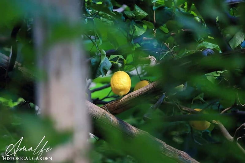 Amalfi Organic Lemon Tour & Wine Tasting + Dinner or Lunch - Lunch or dinner: how to plan your appetite (and what you’ll eat)