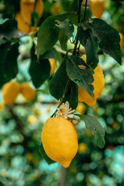 Amalfi: Vertical Lemon Farm Tour, Tastings, and Rural Museum - Key highlights you’ll feel right away