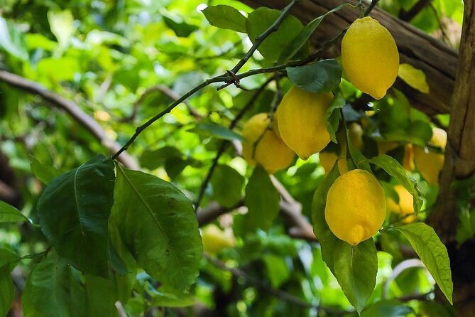 Authentic Amalfi Lemon Tour & Tasting in the Historical Garden - Who Should Book This Lemon Garden Experience