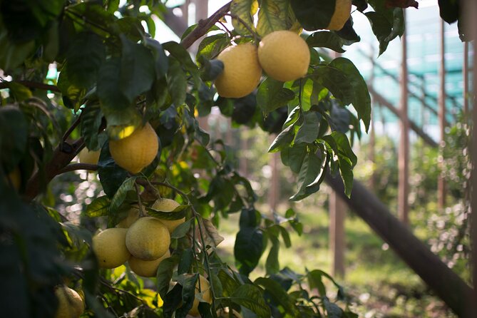 Guided tour of the history and tradition of the Sorrento lemon - Getting the old grandma’s limoncello recipe