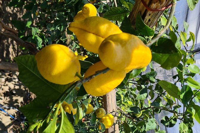 Lemon path hike - Amalfi coast - Key highlights you’ll care about