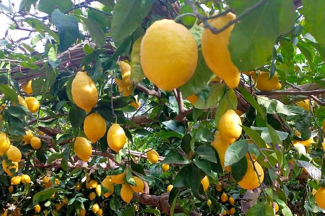 Lemon path hike - Amalfi coast - The walk route: Maiori and Minori first, then scenic town views