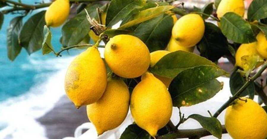 Maiori: Amalfi Coast Path of Lemons Day Trip with Tastings - Key points before you go