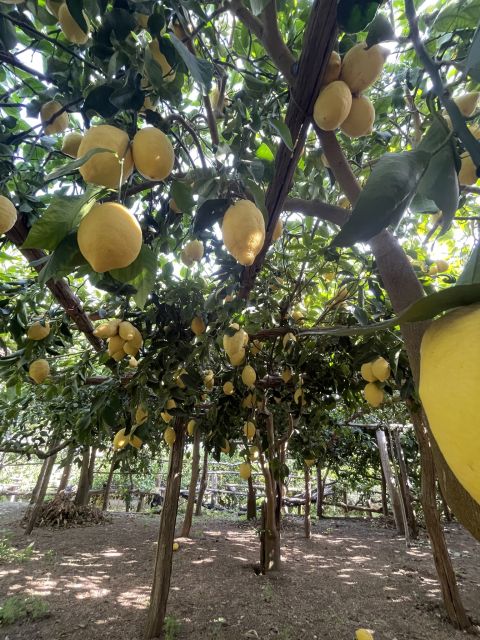 Maiori: Amalfi Coast Path of Lemons Day Trip with Tastings - Should you book it?