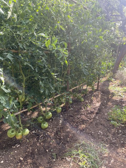 Maiori: Amalfi Coast Path of Lemons Day Trip with Tastings - Who should book this Path of Lemons day trip