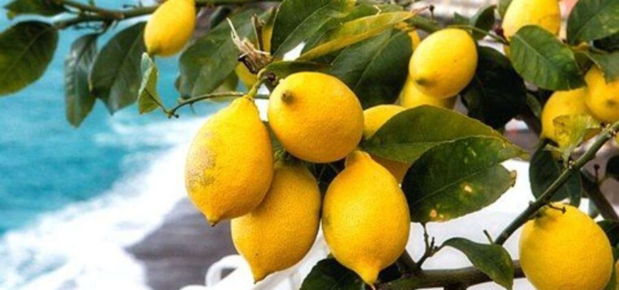 Maiori: Amalfi Coast Path of Lemons Day Trip with Tastings - Meeting near San Giacomo and starting in Maiori with Santa Maria a Mare