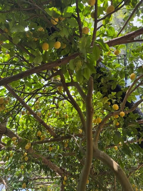 Maiori: Hiking Tour to A Lemon Farm with Lemon Tastings - Key things to know before you go