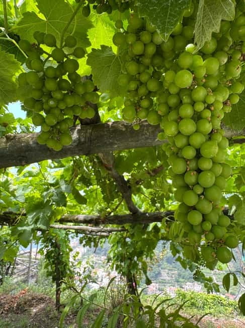 Maiori: Hiking Tour to A Lemon Farm with Lemon Tastings - Getting your bearings at Corso Reginna and Mezzacapo Palace