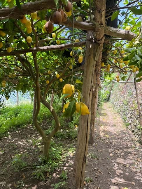 Maiori: Hiking Tour to A Lemon Farm with Lemon Tastings - The climb through lemon gardens toward the ancient washhouse