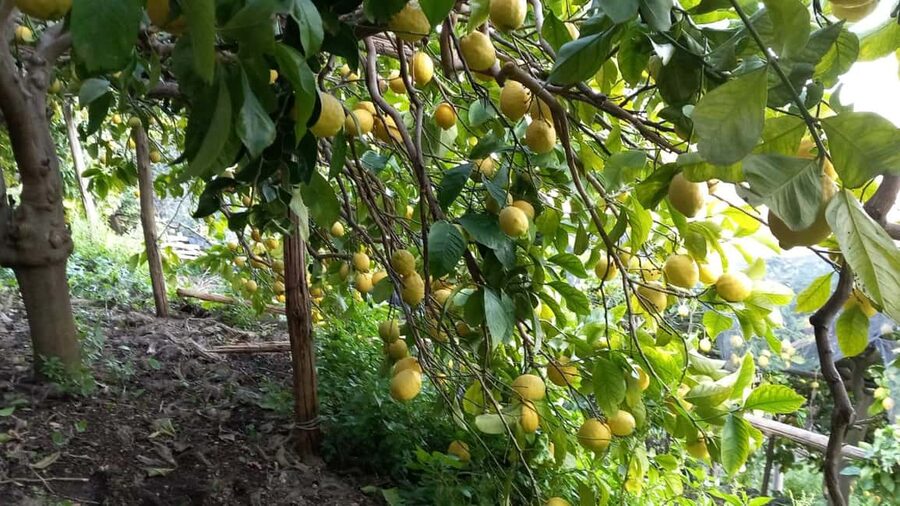 Maiori: Hiking Tour to A Lemon Farm with Lemon Tastings - Lemon tastings: Sfusato Amalfitano, lemoncello, and local treats