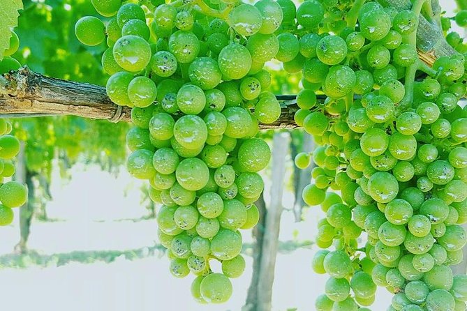 Pompei Archeological site and Wine tasting Experience - Wine tasting after Pompeii: why the winery stop matters