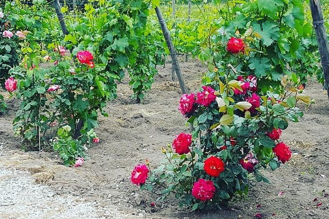 Pompei Archeological site and Wine tasting Experience - The lunch menu: what’s on the table (and what you should check)