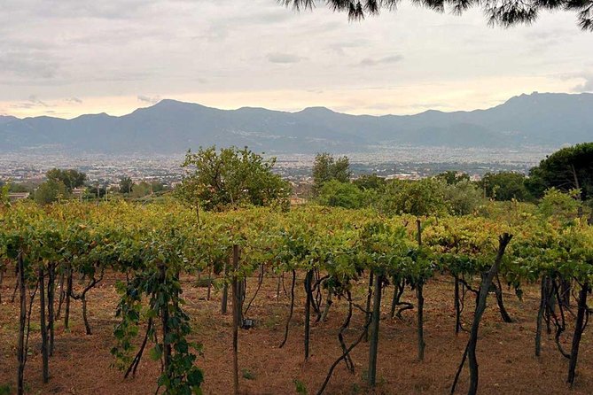 Pompeii & Vesuvius with Lunch & Wine Tasting from Positano - Price and value: what your money is buying (and what can feel tight)