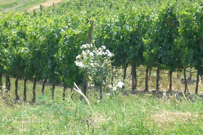 Private day tour to Pompei ,winery, Sorrento from Napoli/Salerno/Amalfi/Positano - Sorrento visit: how to make the stop feel worth your time