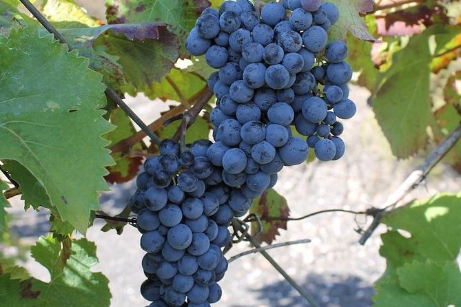 Private day tour to Pompei ,winery, Sorrento from Napoli/Salerno/Amalfi/Positano - Who this tour fits best (and who might not love it)