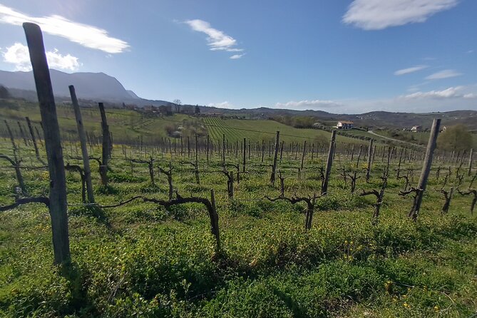 Private Irpinia Wine Tour from POSITANO, AMALFI or RAVELLO - Stop 1 at Crypta Castagnara Cantine: vineyard, cellar, and the first tasting glasses