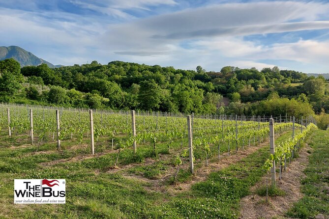 Private Irpinia Wine Tour from POSITANO, AMALFI or RAVELLO - Price and value from Positano: what you’re really paying for
