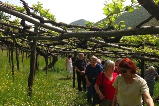 Tenuta San Francesco Wine Tasting - Tenuta San Francesco: why this Tramonti tasting feels grounded