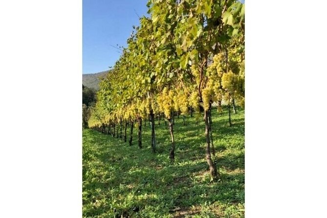 Tenuta San Francesco Wine Tasting - The food pairing: panzanella made with biscottato bread