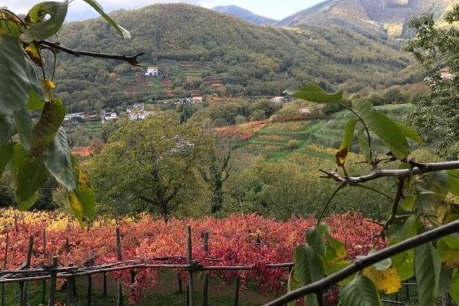 Tenuta San Francesco Wine Tasting - The 11:30 vineyard start: pre-phylloxera vines at eye level