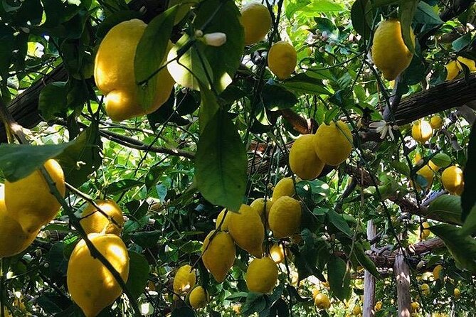 Walking tour from Minori to Maiori along the Path of the Lemons - Should you book the Minori to Maiori Lemon Path walk?