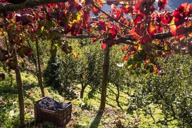 Wine tasting at the Apicella winery - Cantine Apicella: A tight, high-value tasting at 11:30