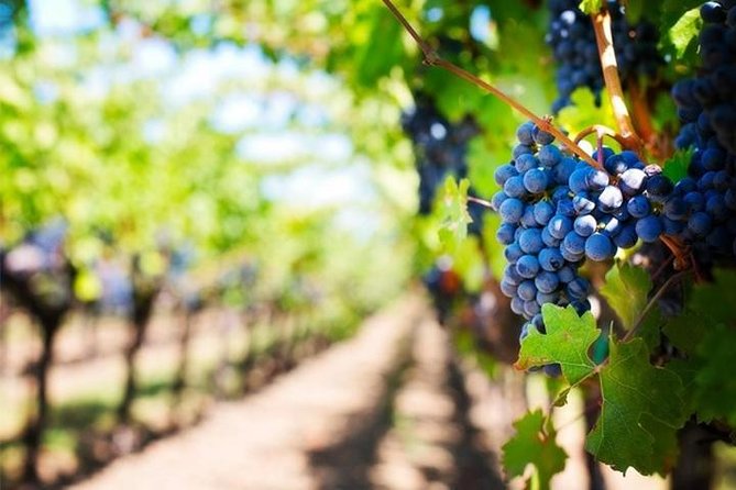 Wine Tour (lunch included) - Tramonti DOC wine tasting in Amalfi’s real wine area