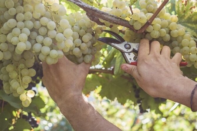 Wine Tour (lunch included) - Should you book it? My practical take